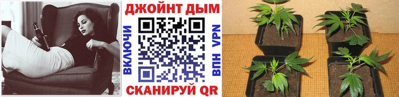 Шишки марихуана конопля  наркотики  Нестеров 